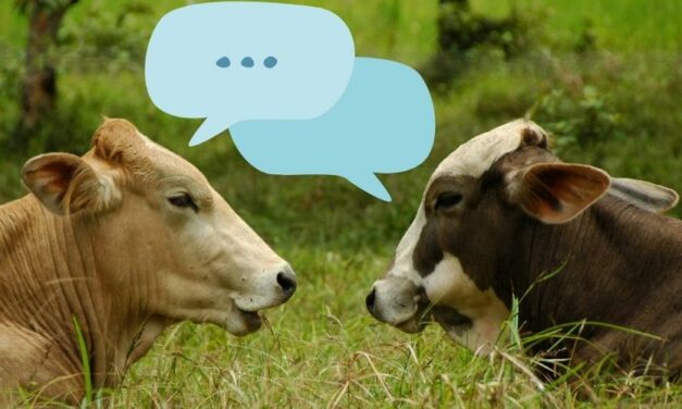 PASOP VIR DIE KOEITJIES EN KALFIES